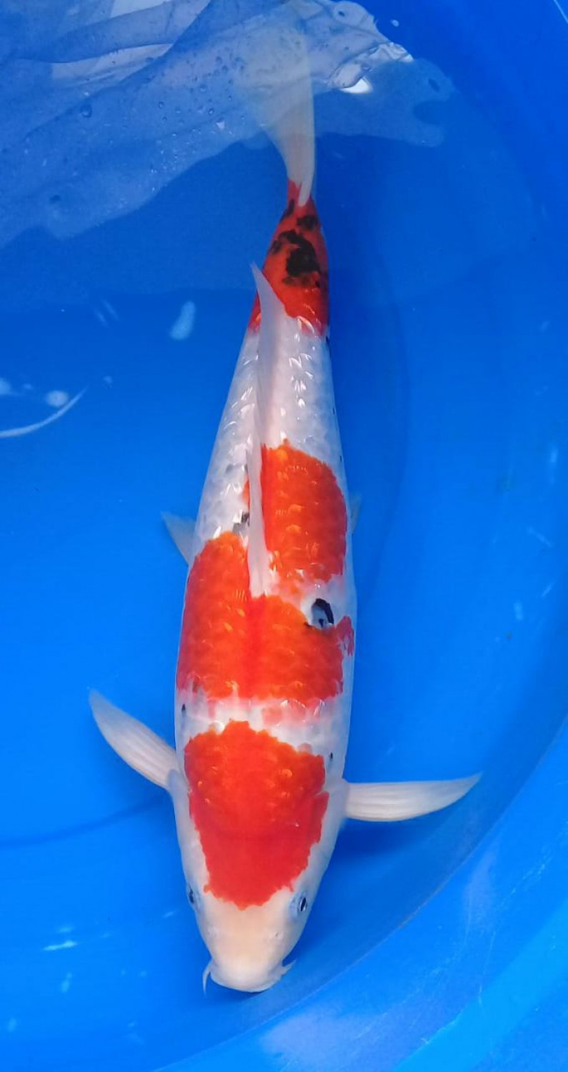 Juara 2