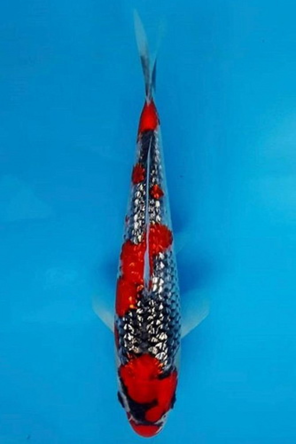 Juara 2