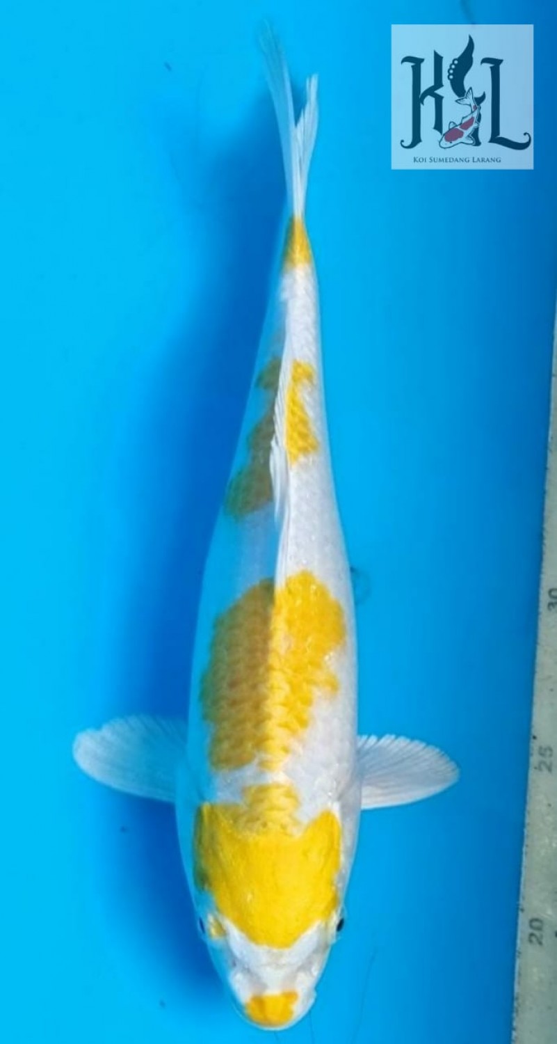 Juara 2