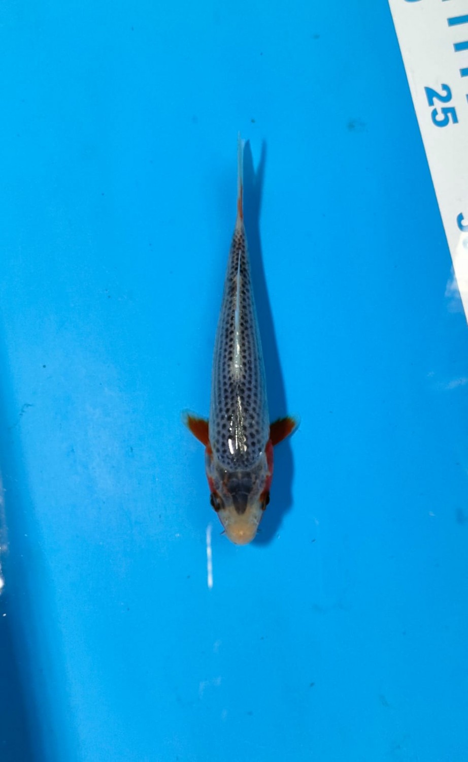 Best In Size D 13-15 Cm