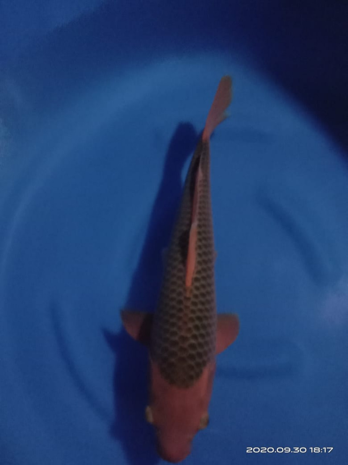 Juara 1