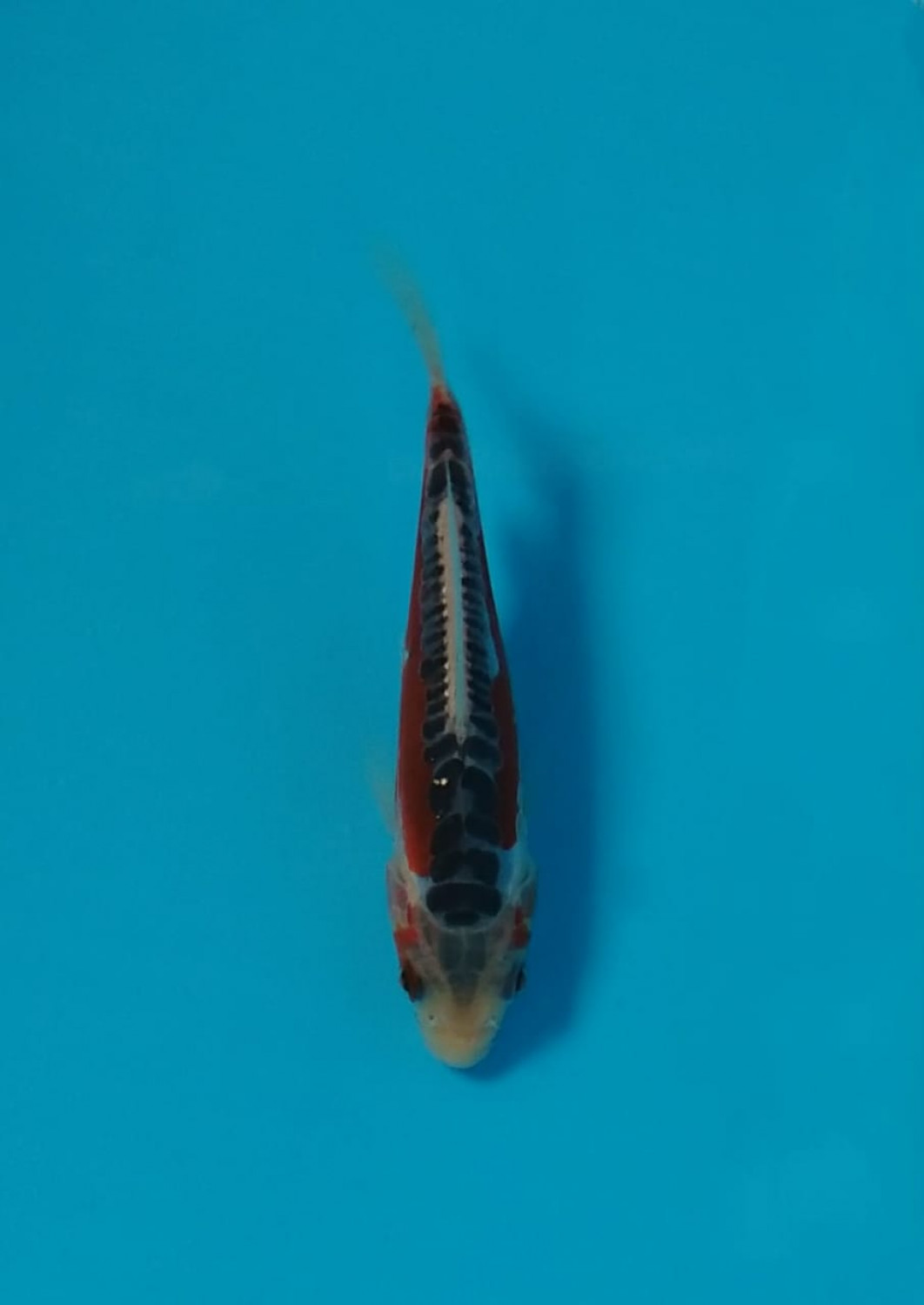 Juara 1