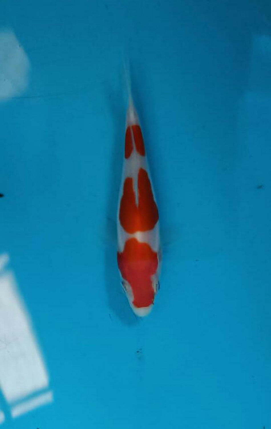 Juara 3