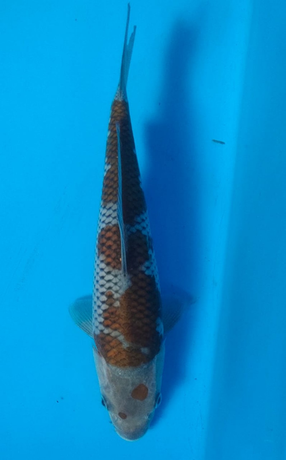 Juara 5