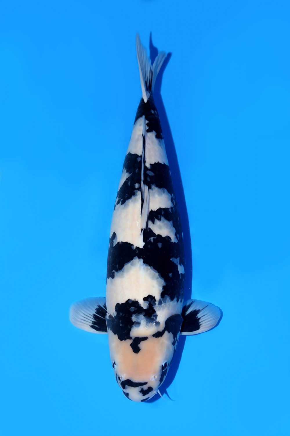 Juara 1