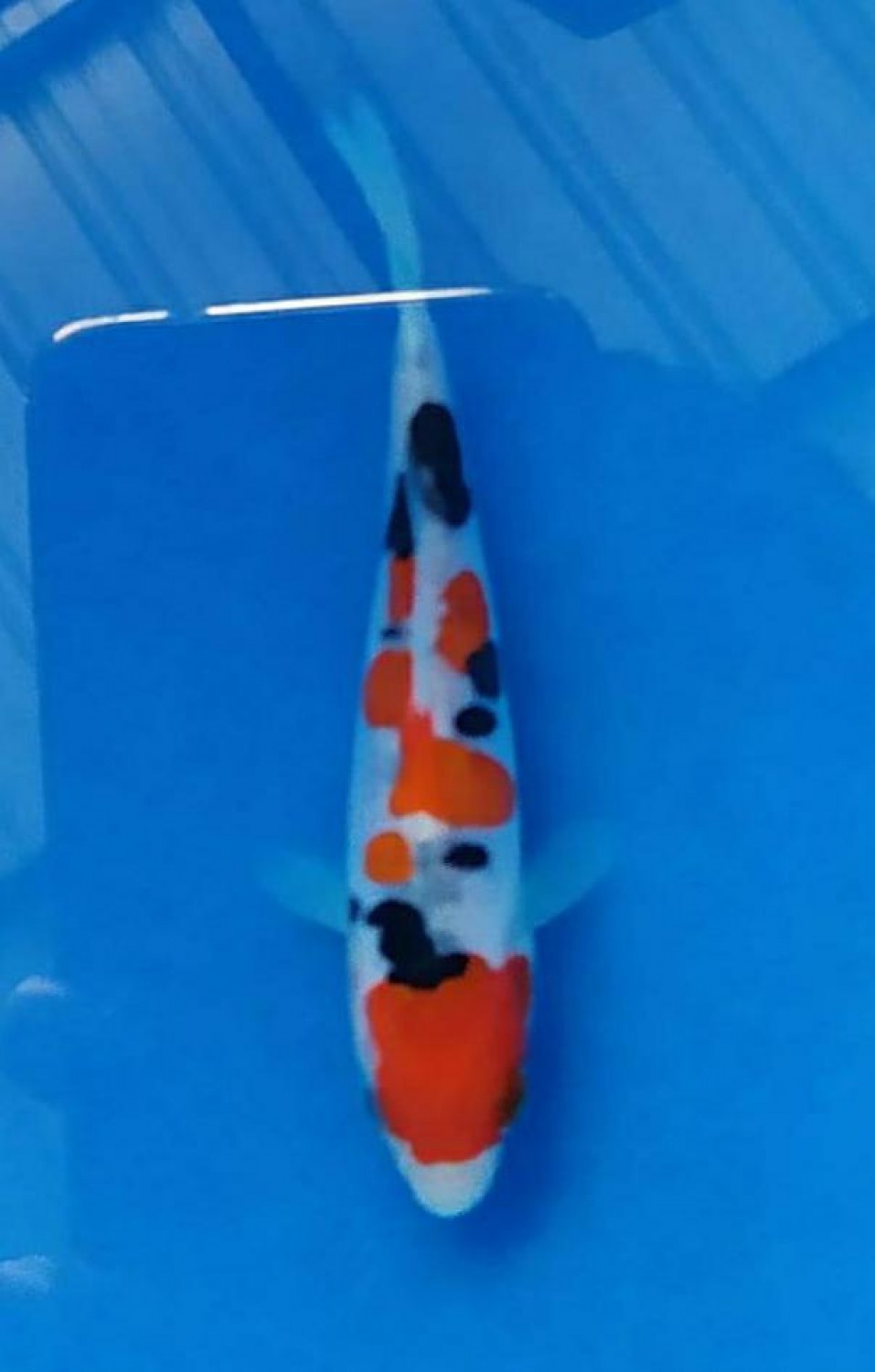 Best In Size C Up 10 Cm