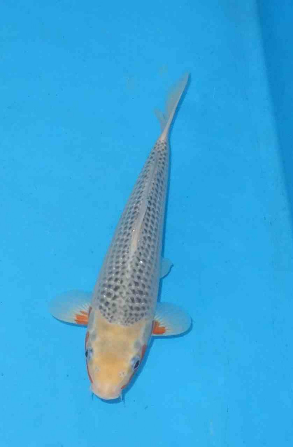 Juara 1