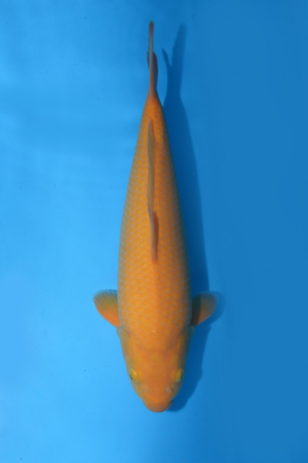 Juara 1