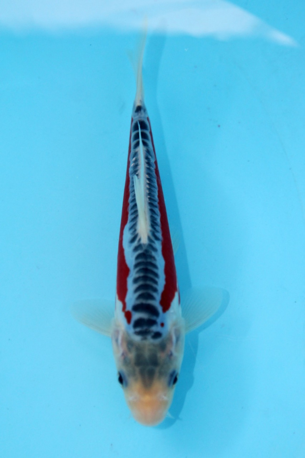Juara 1