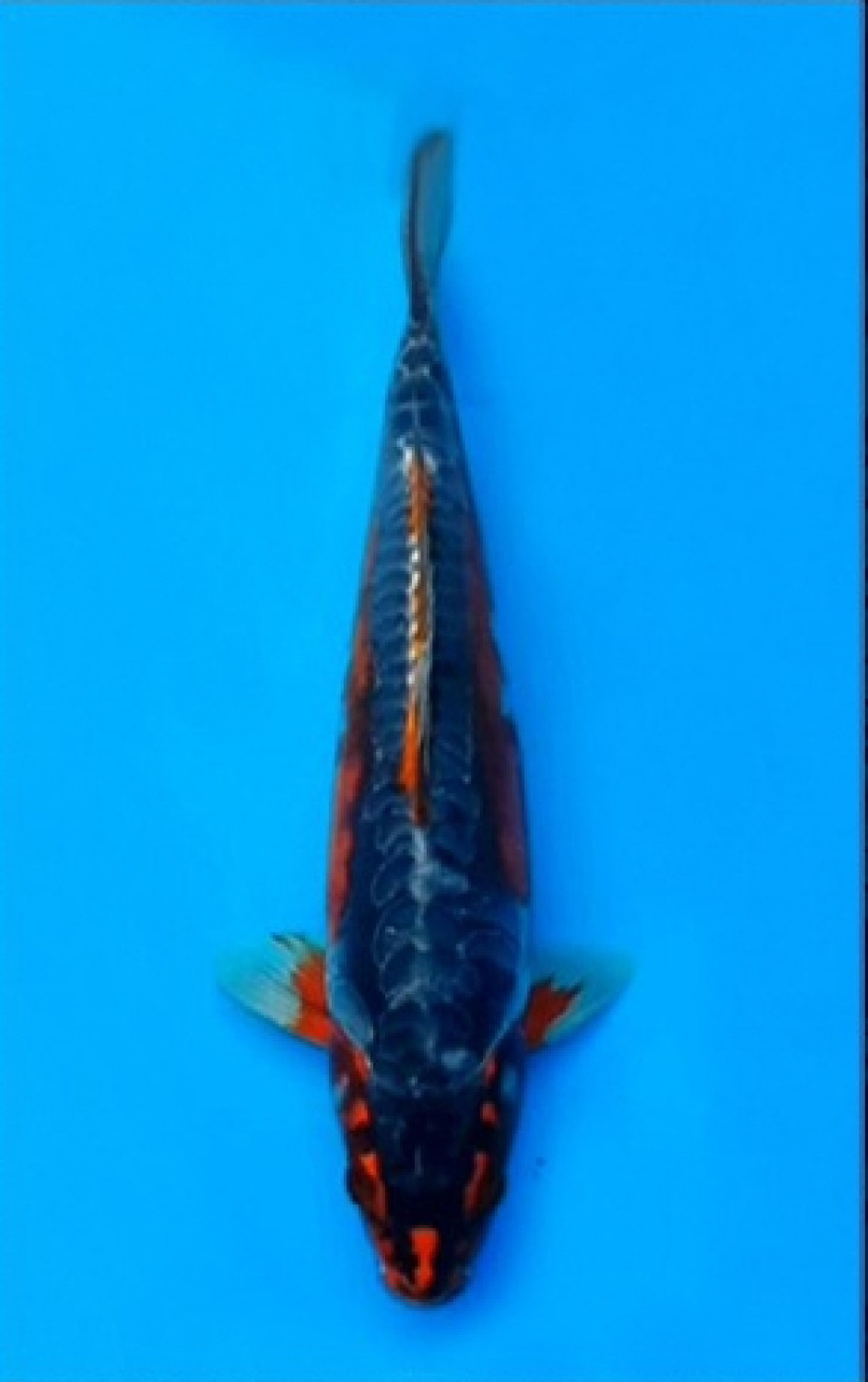 Juara 5
