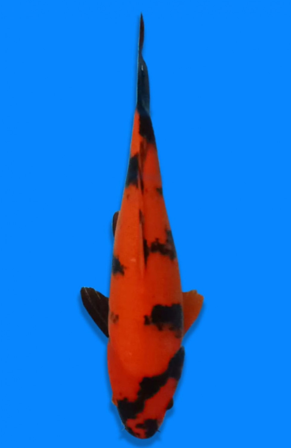 Juara 2