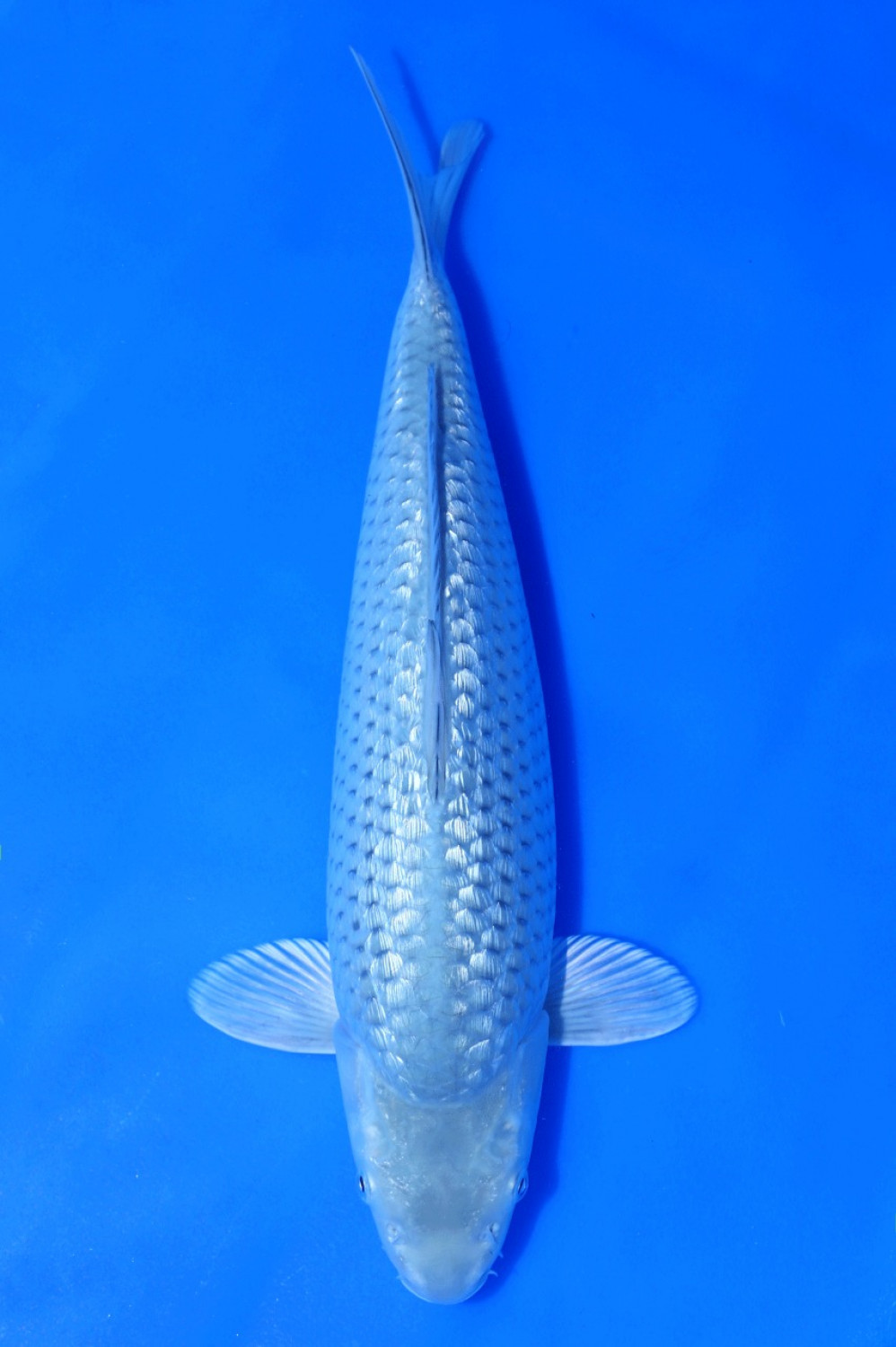 Juara 3