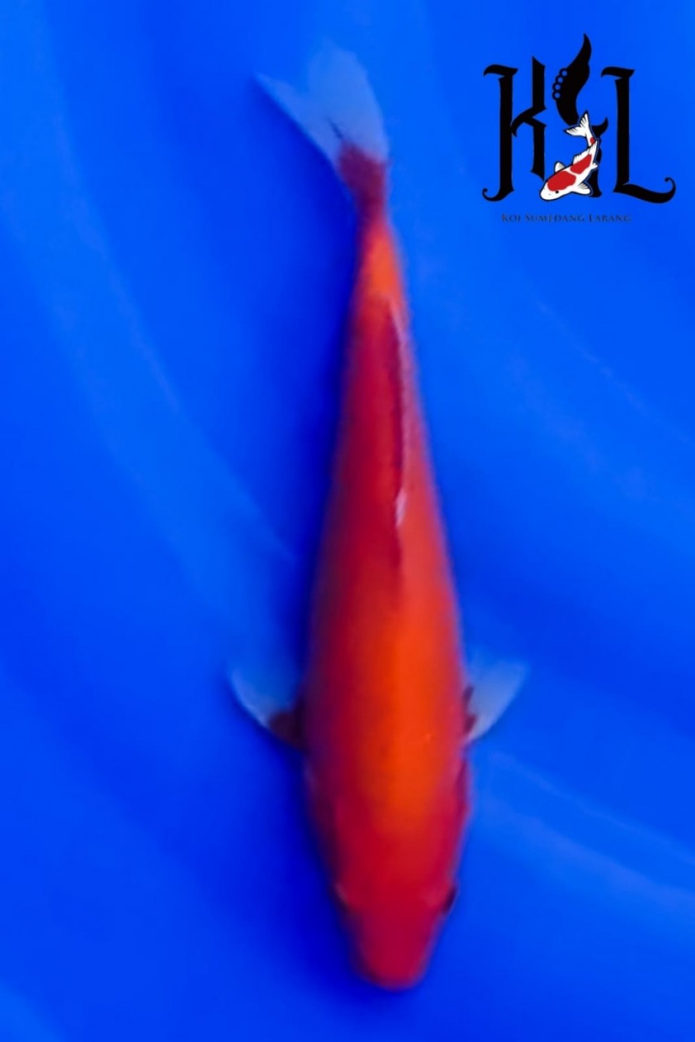 Juara 4