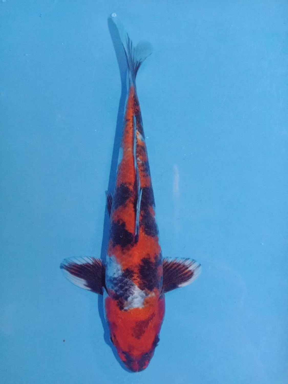 Juara 1