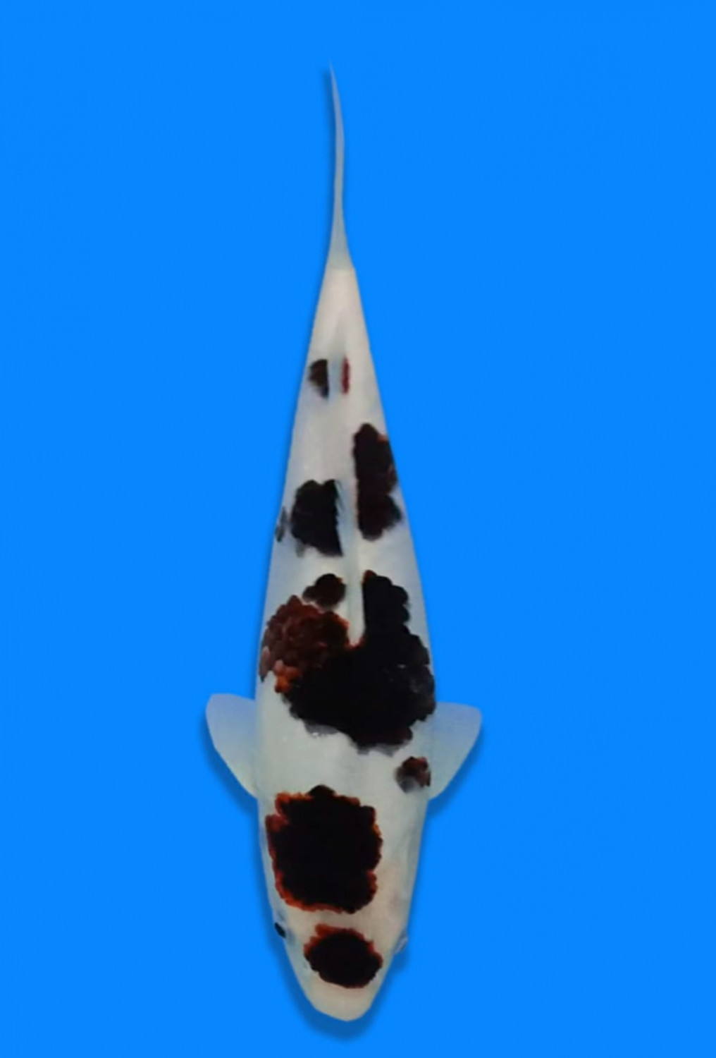 Juara 2