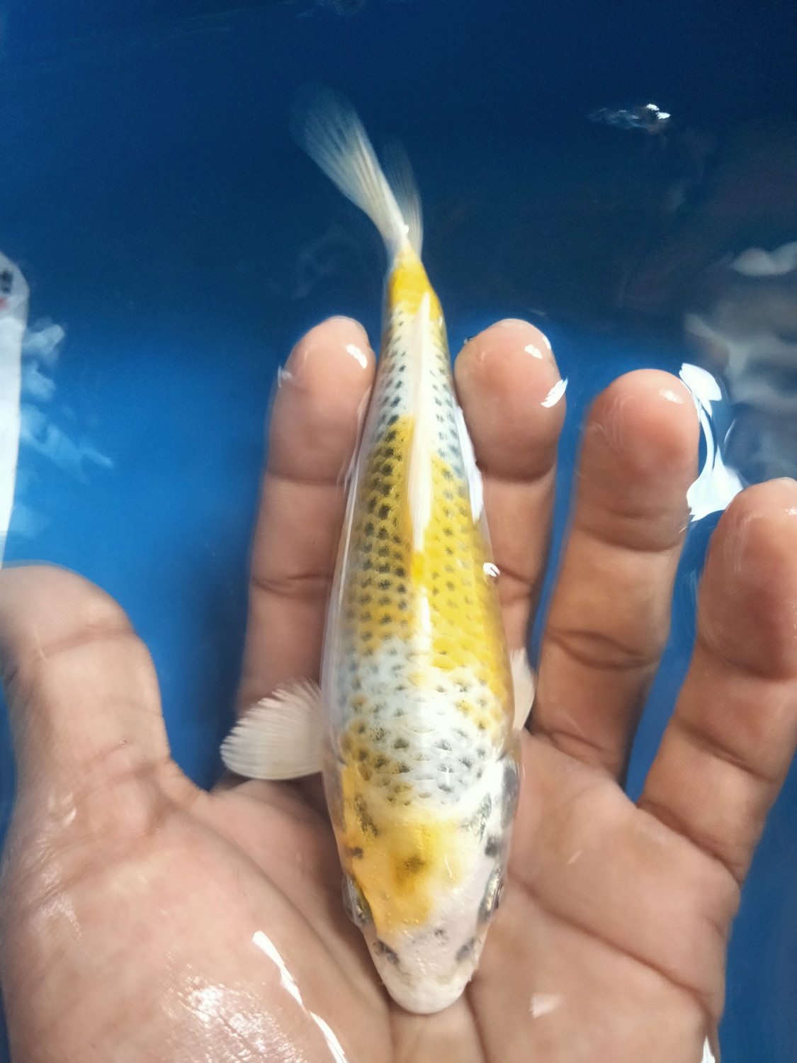 Juara 3