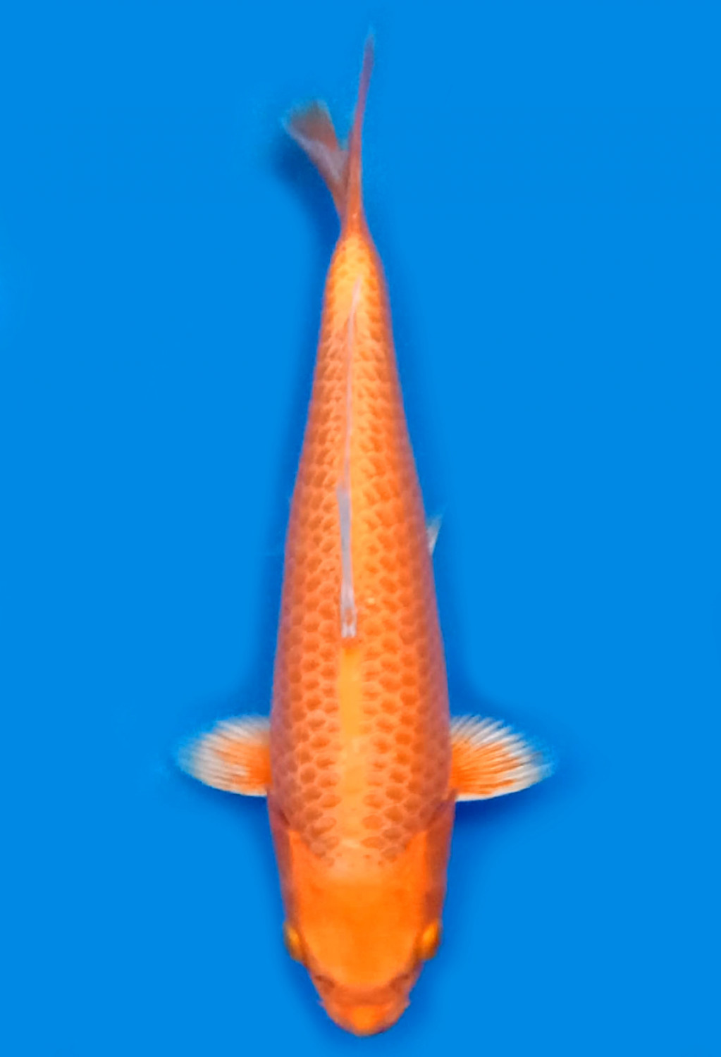 Juara 1