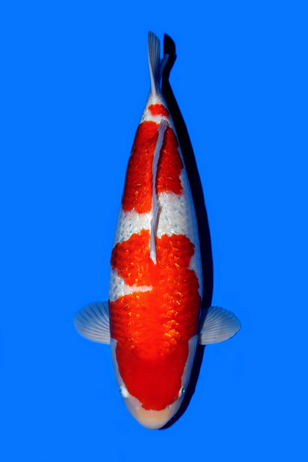 Juara 1