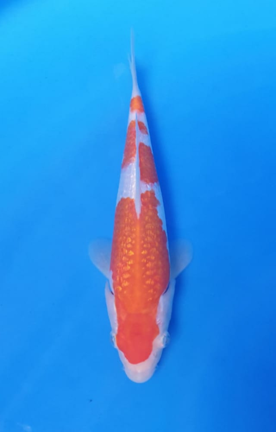 Juara 4