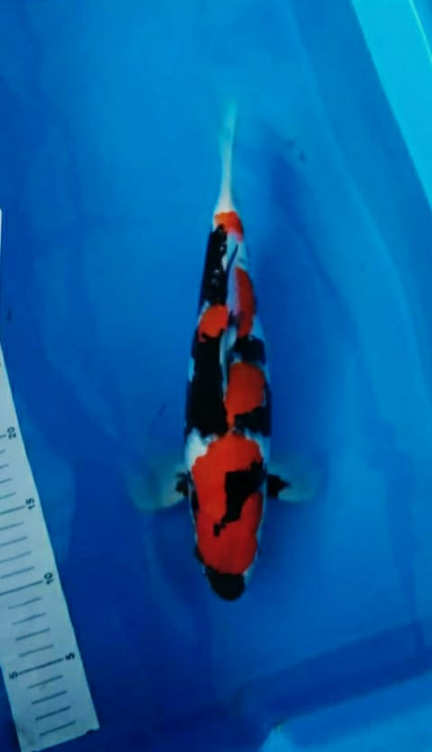 Juara 1