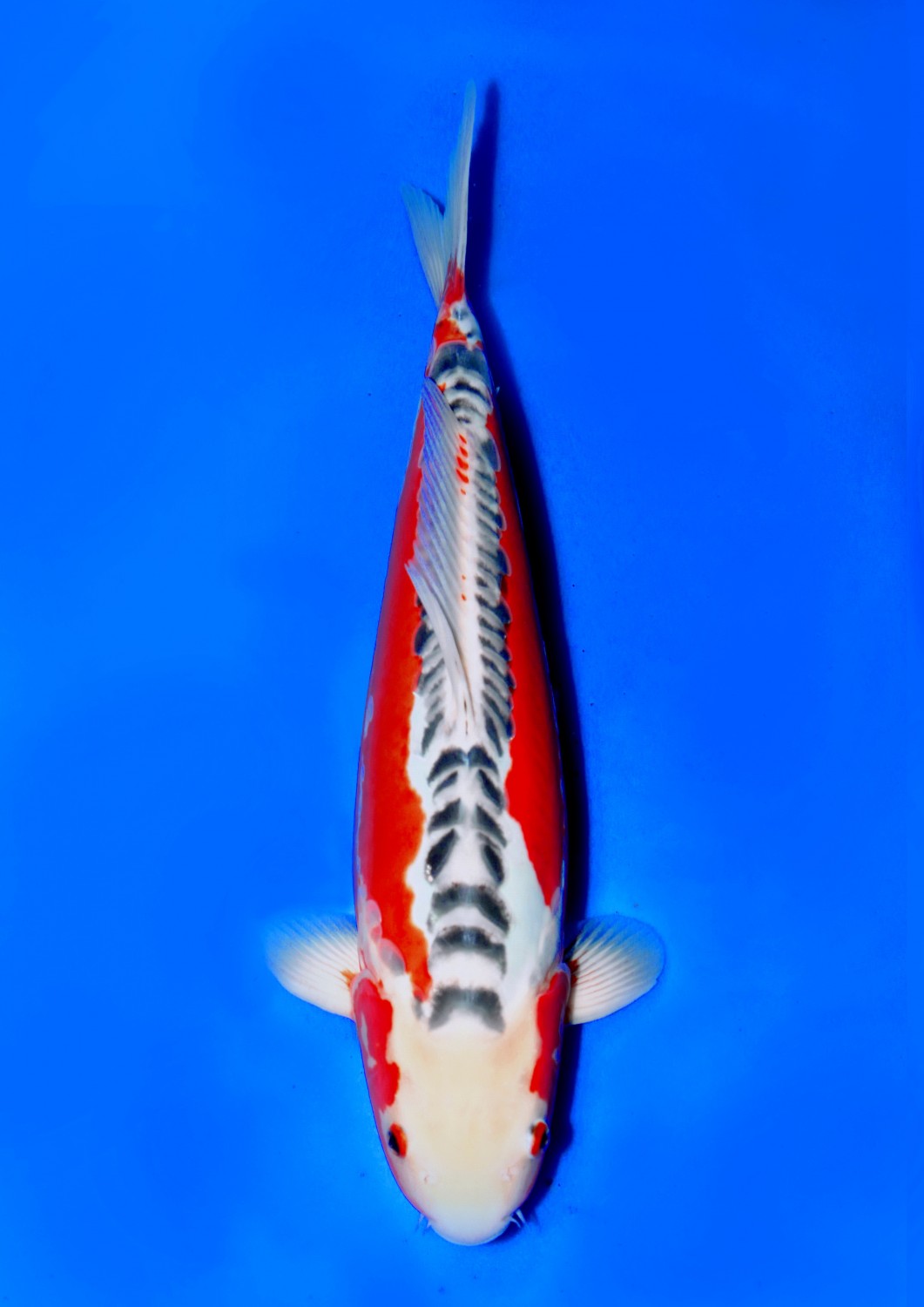 Juara 2