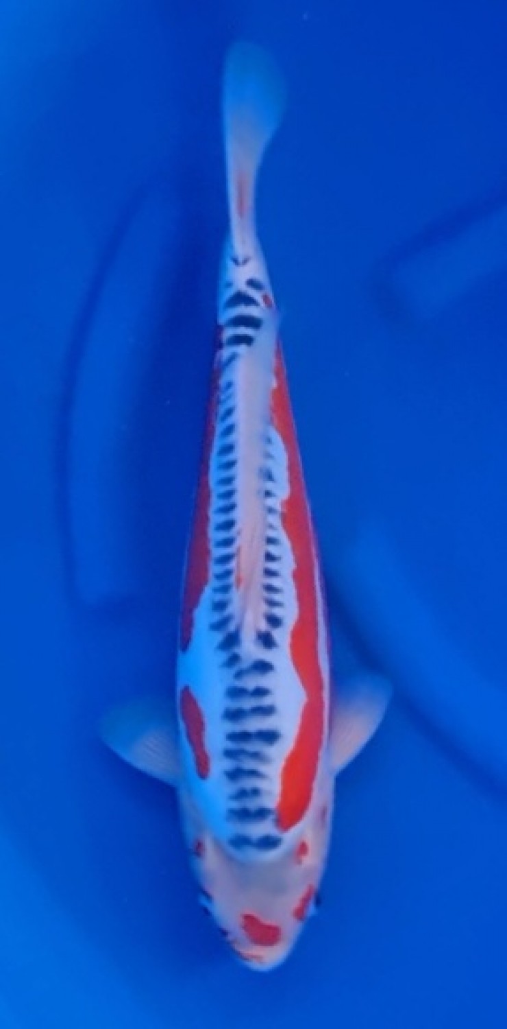 Juara 2
