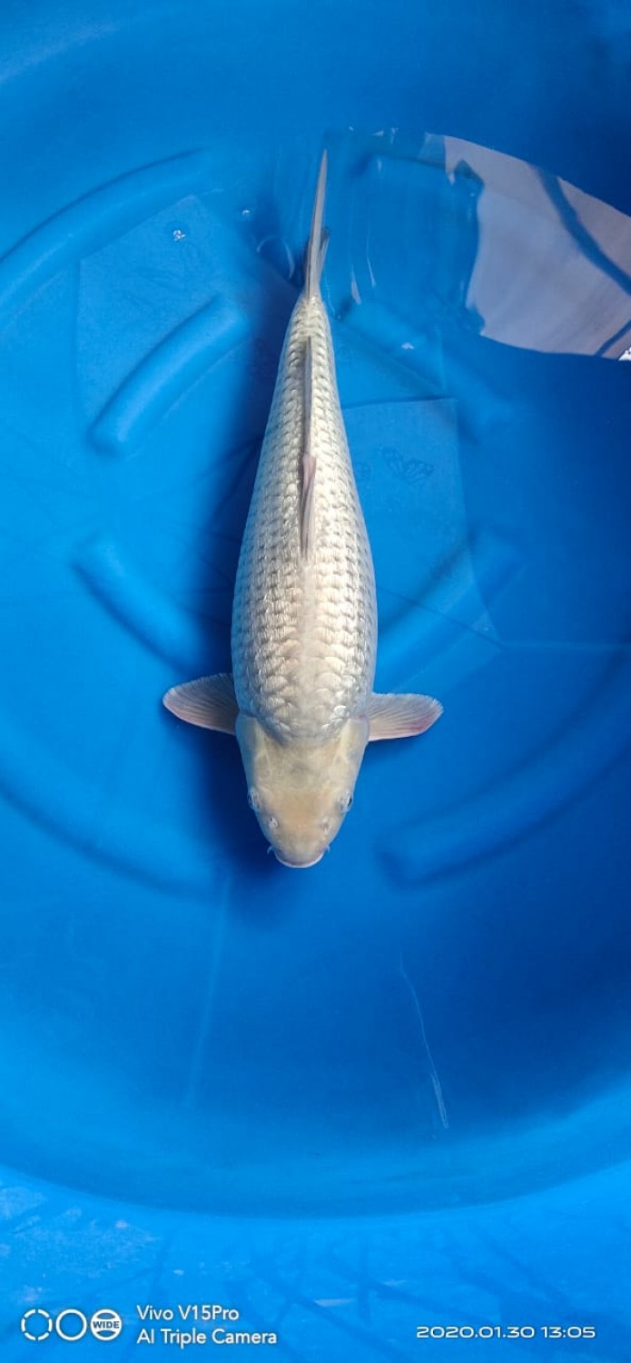 Best In Size E 46-50 Cm