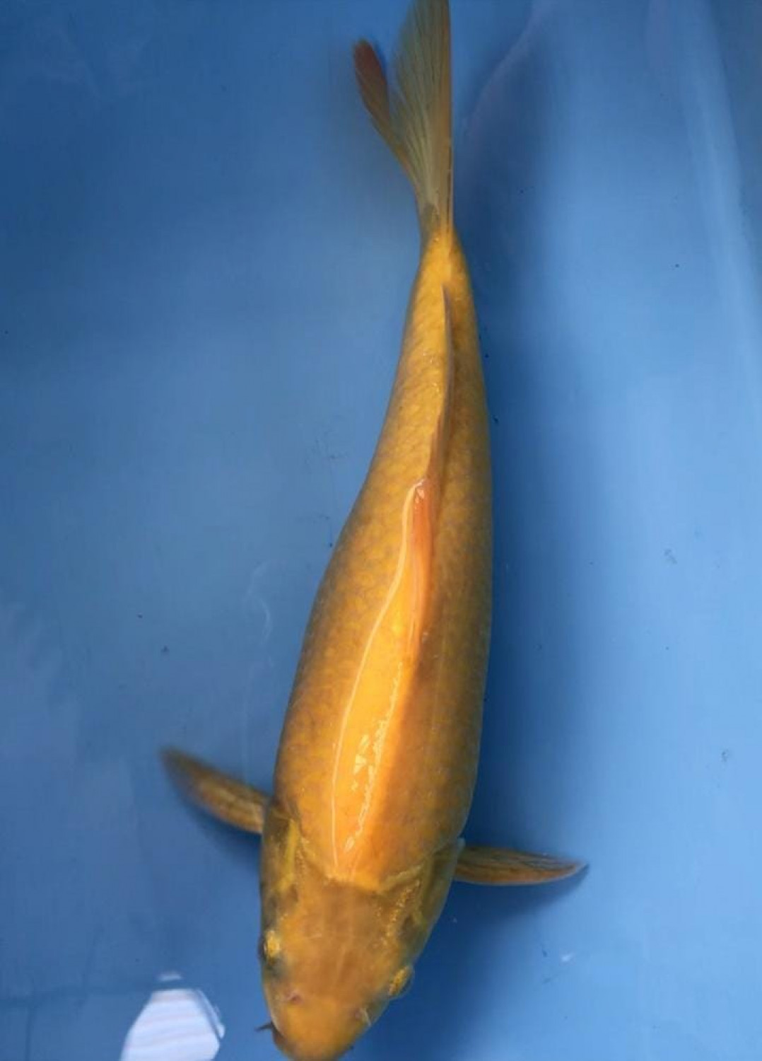 Juara 4