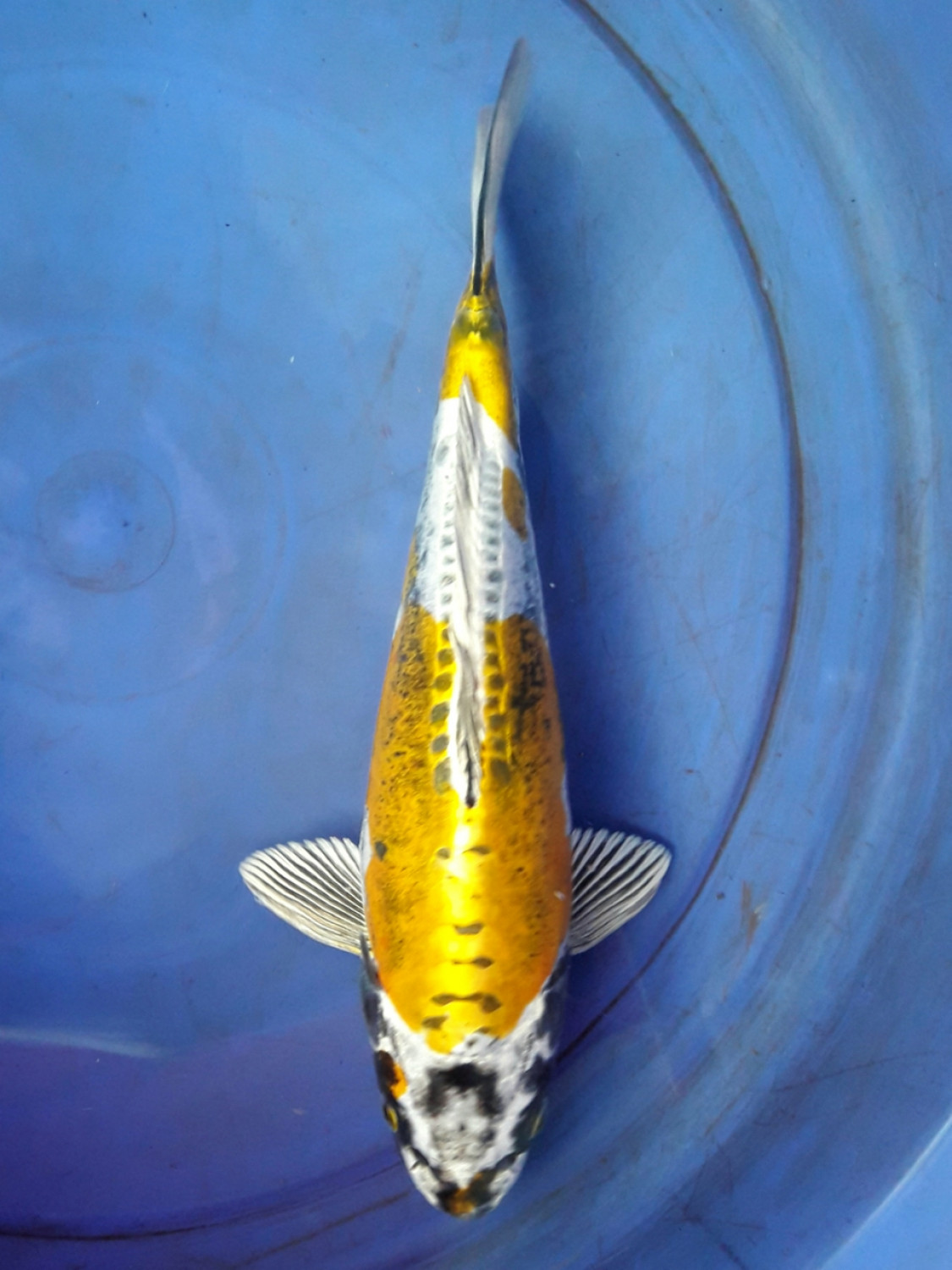 Juara 2