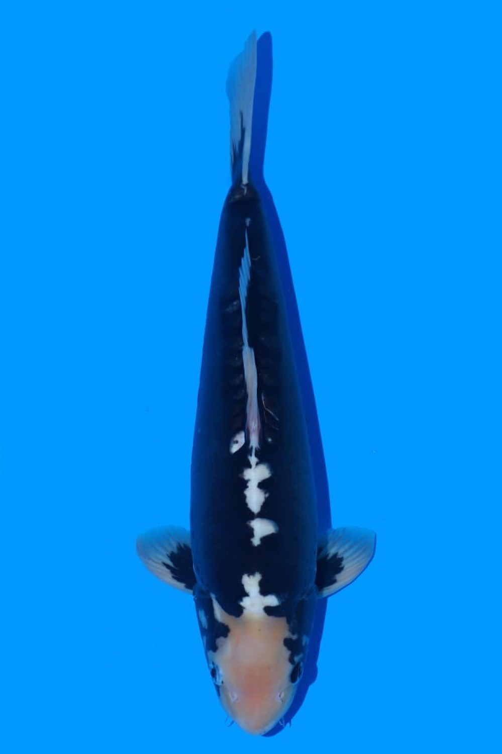 Juara 1