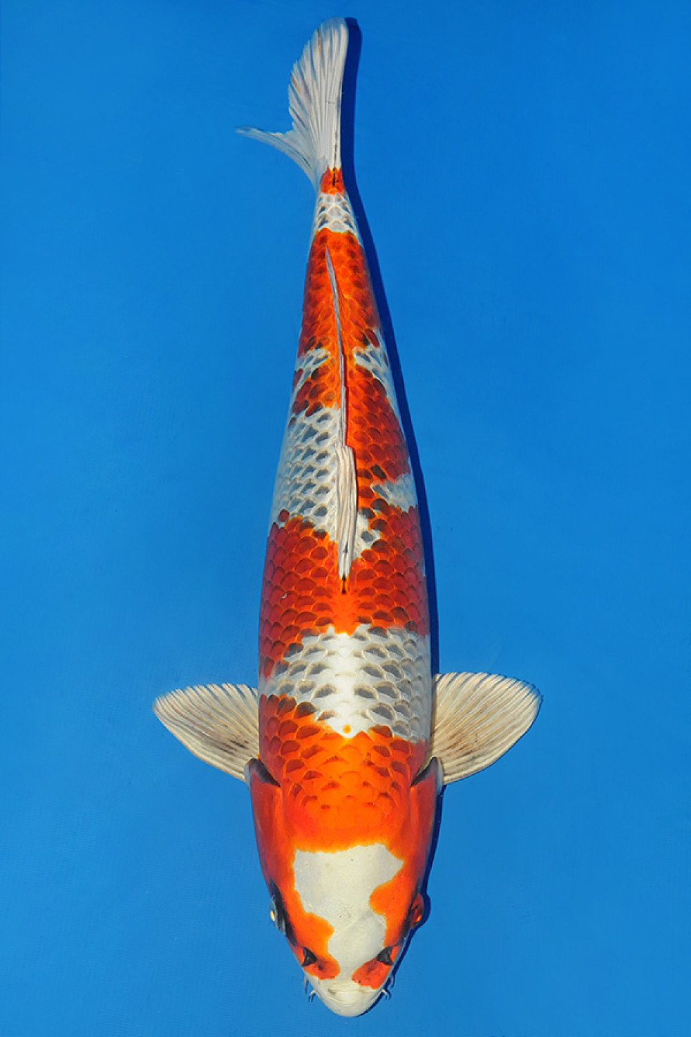 Juara 2