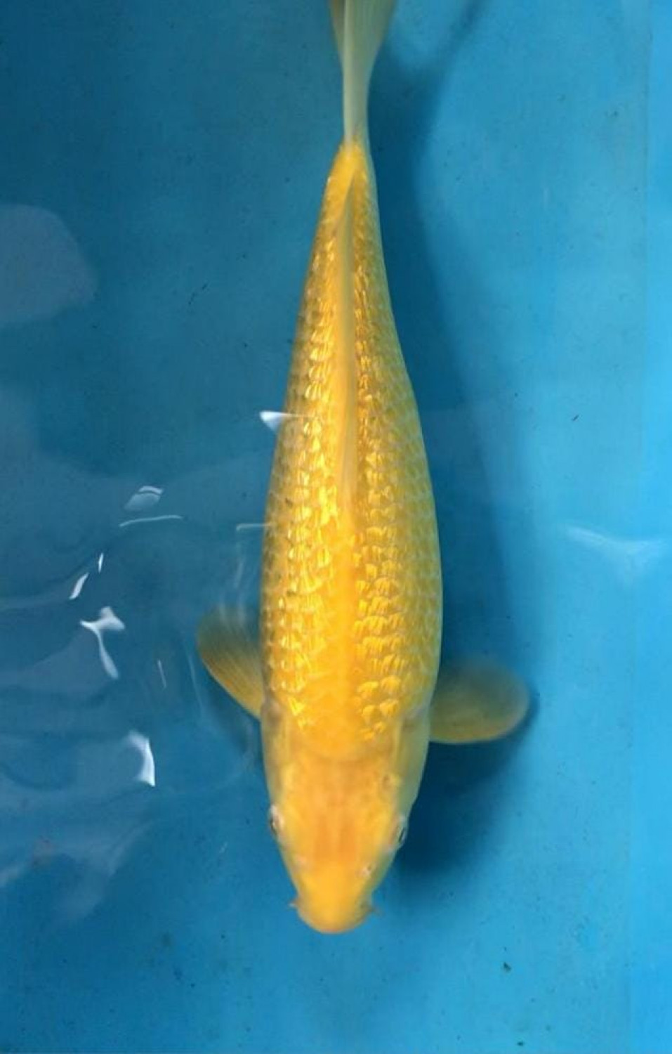 Juara 5