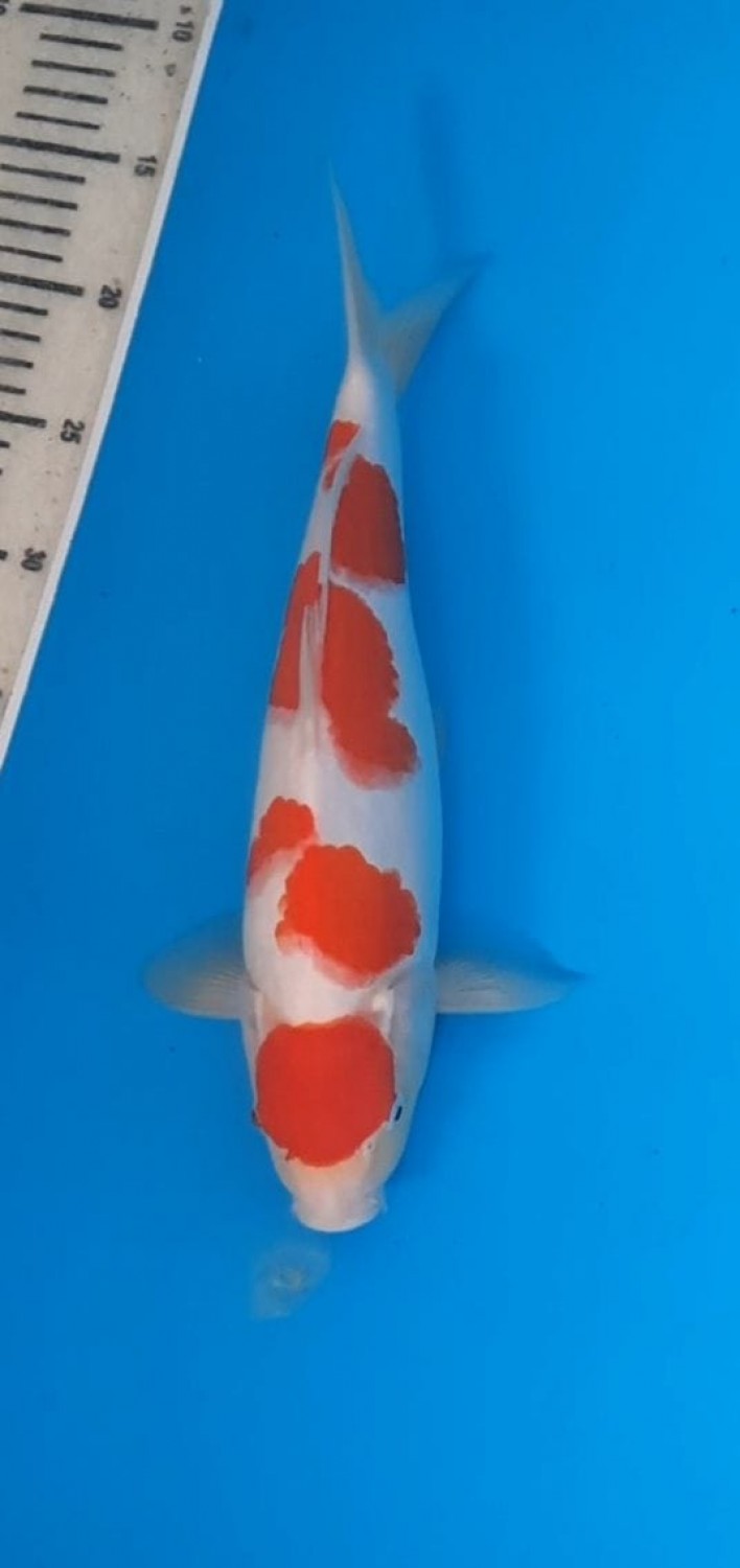 Juara 2