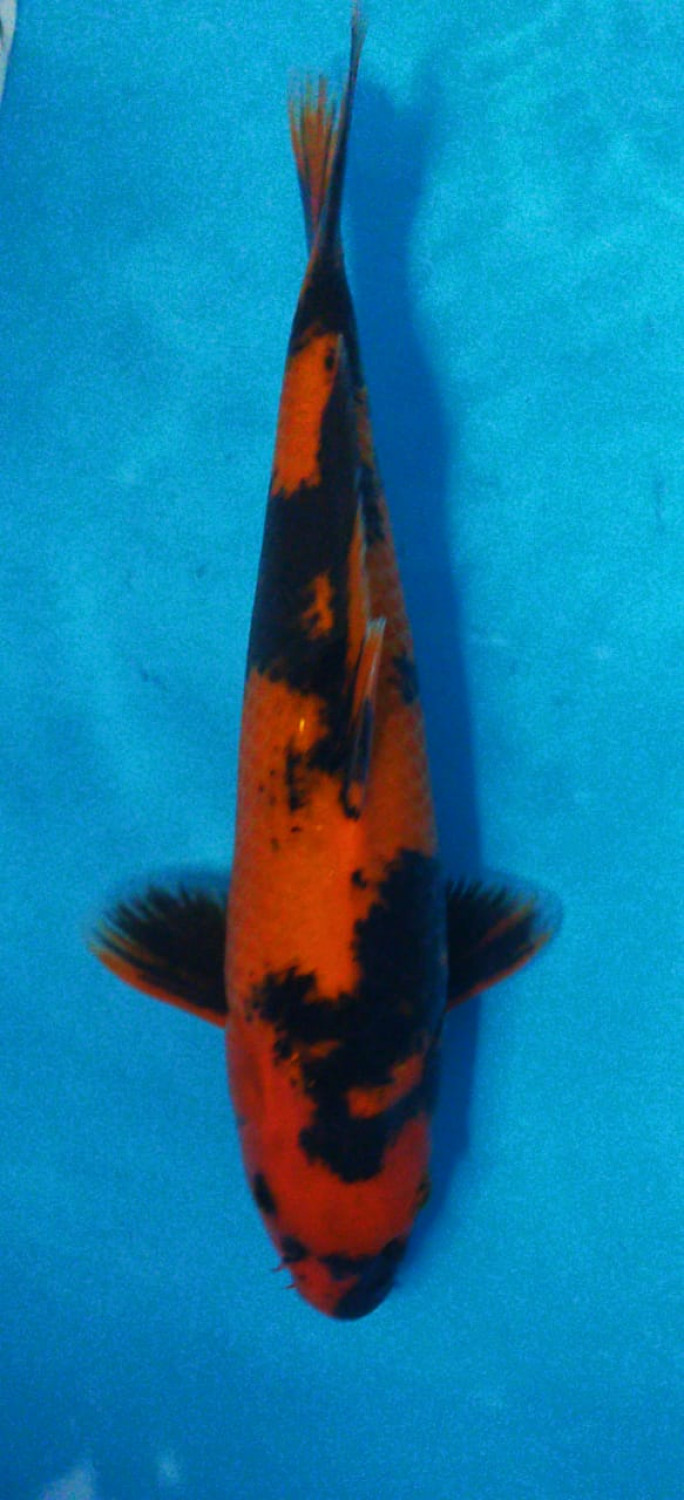 Juara 1