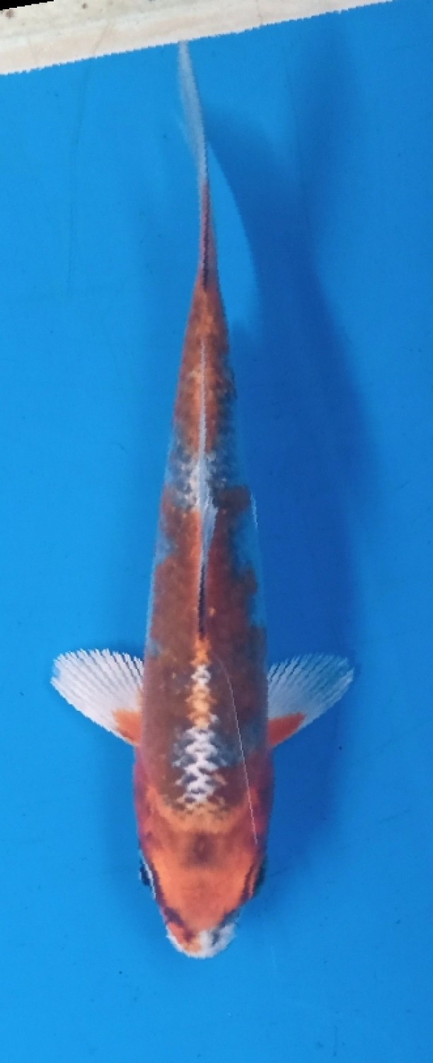 Juara 2