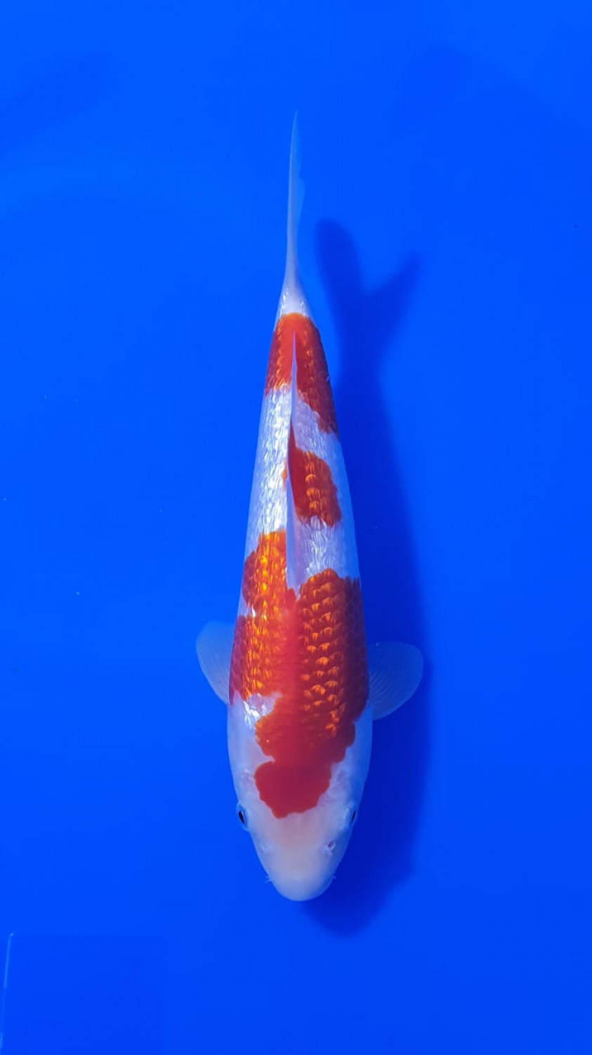 Juara 1