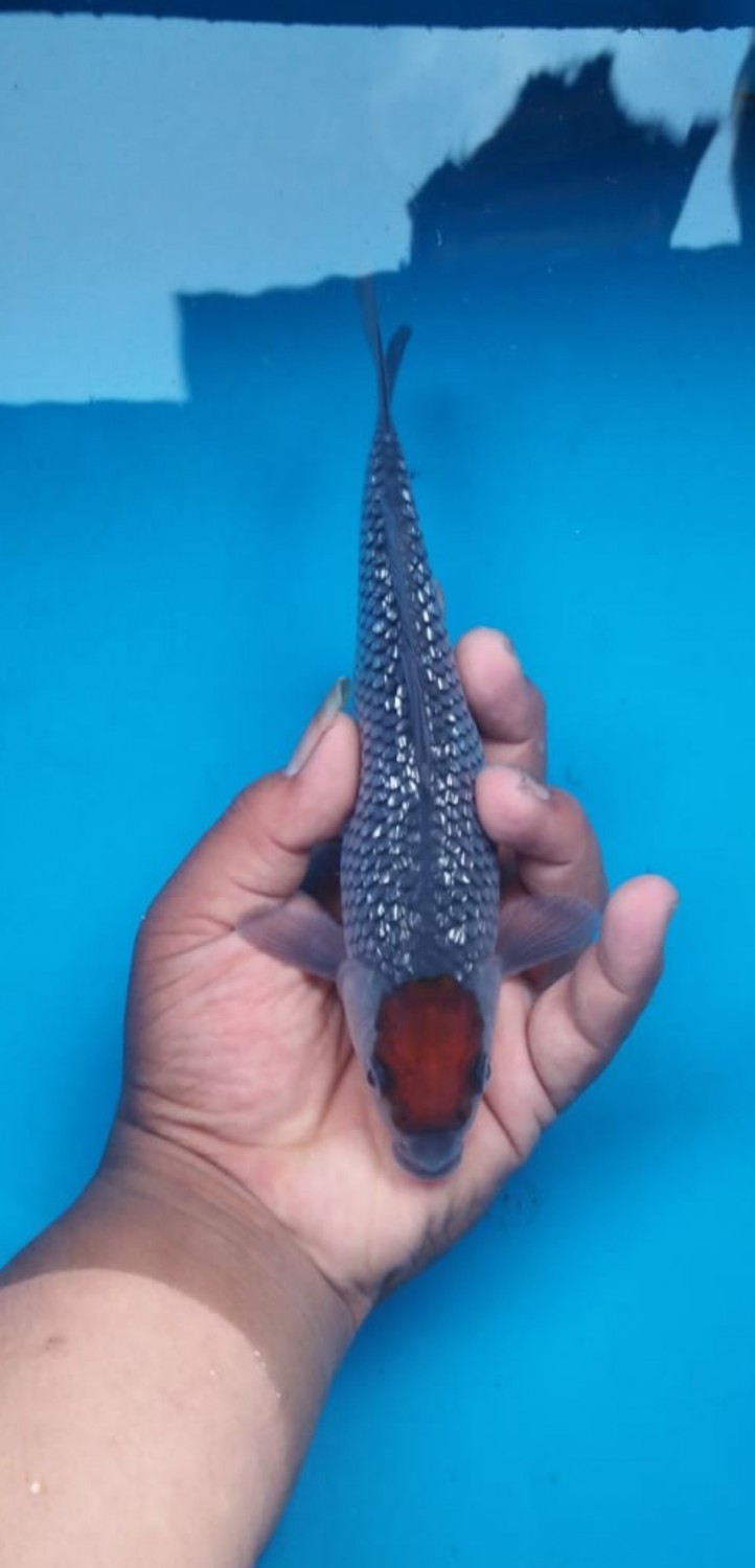 Juara 5