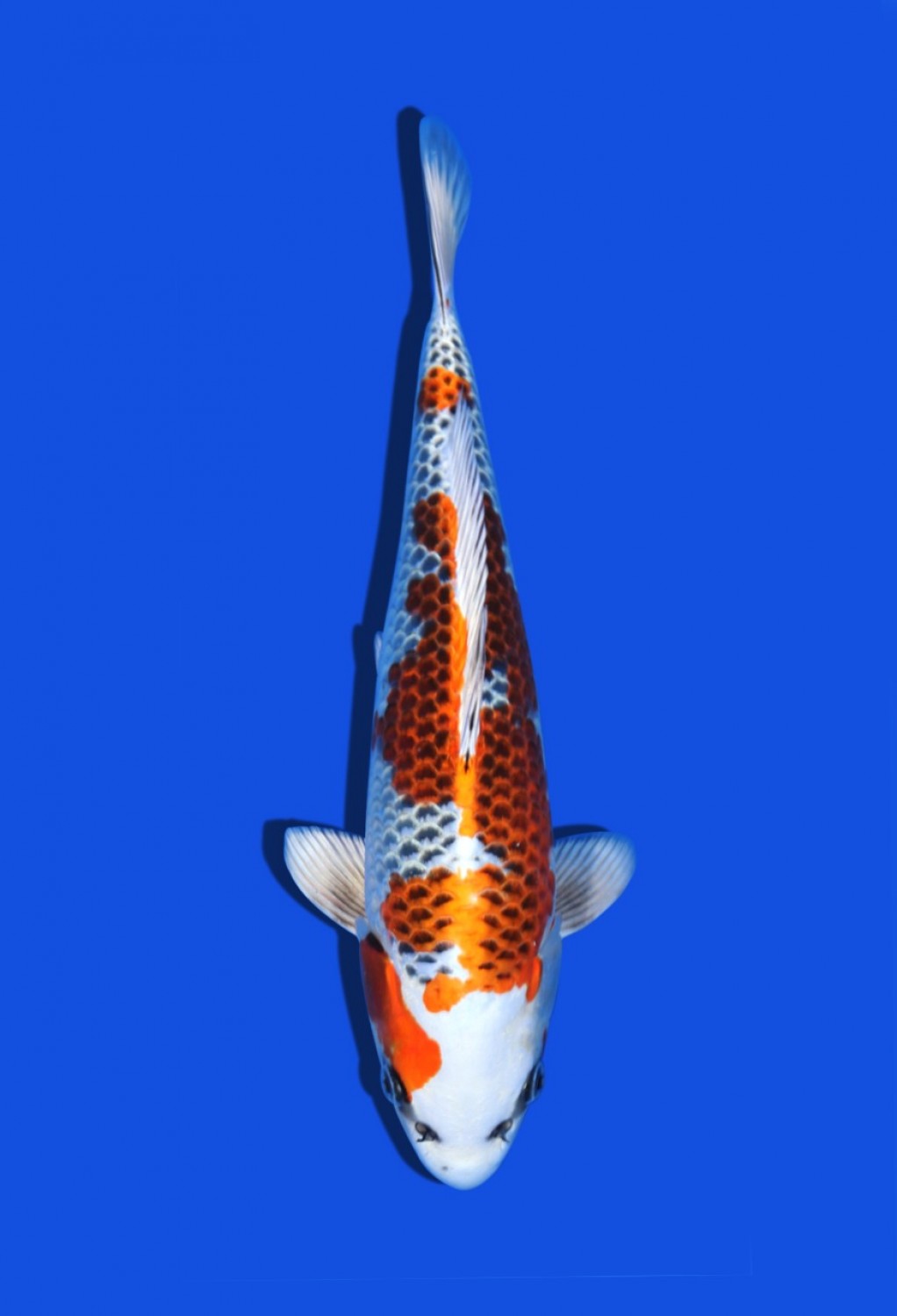 Juara 2