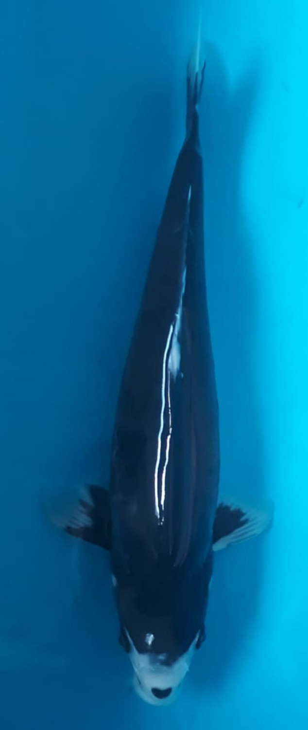 Juara 1