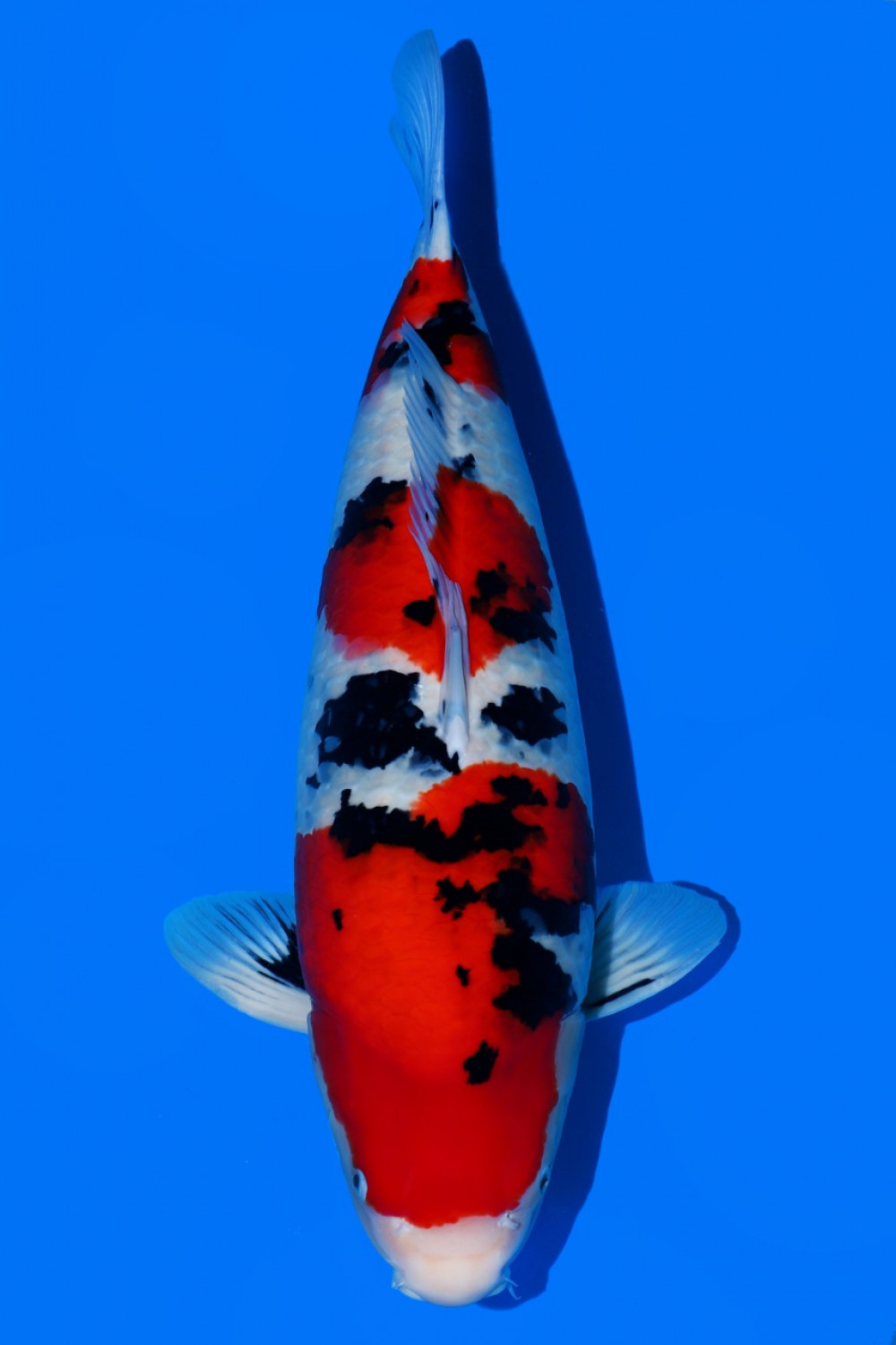 Juara 1