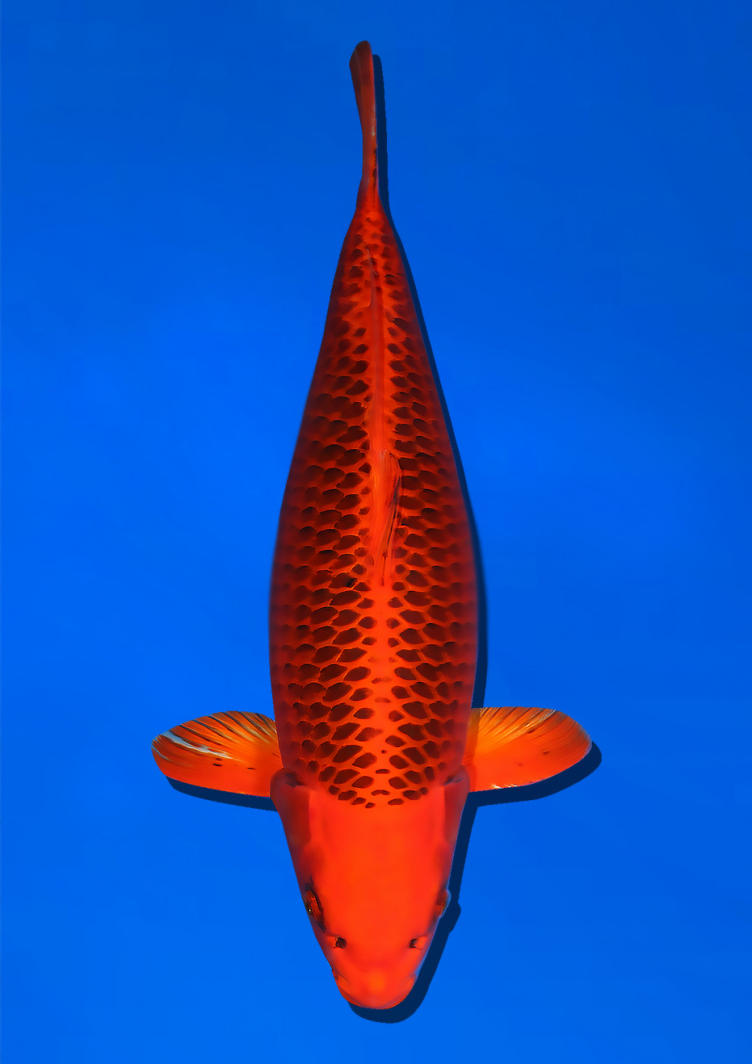 Juara 3