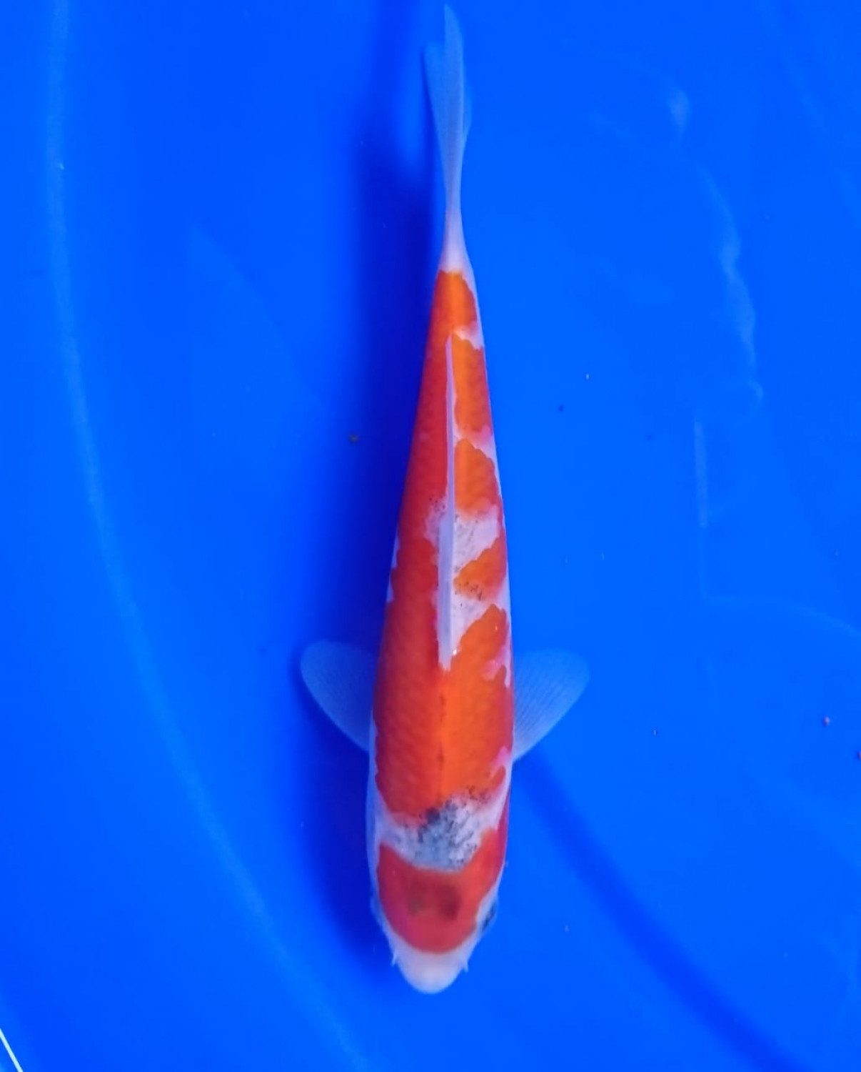 Juara 3