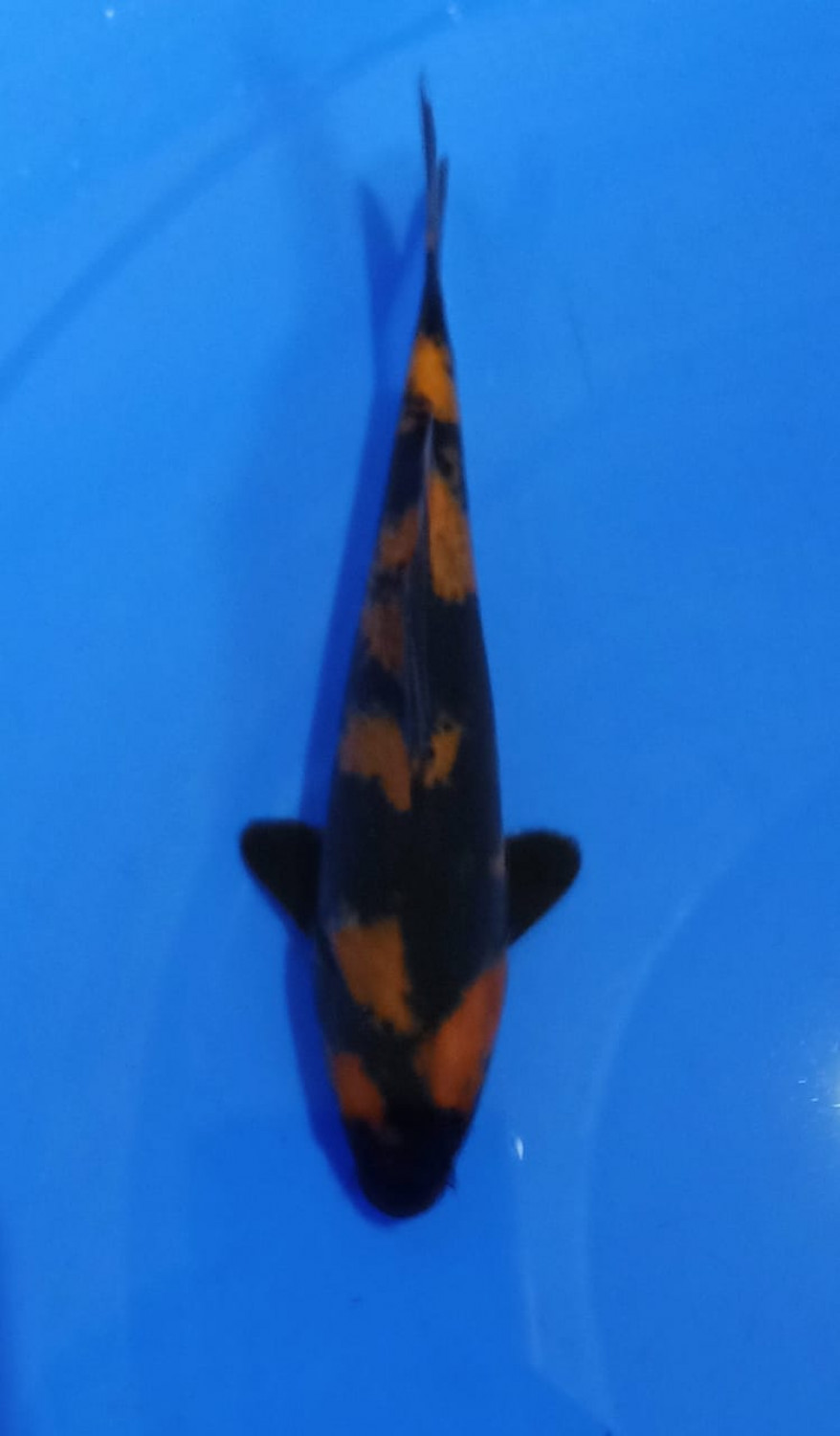 Juara 2