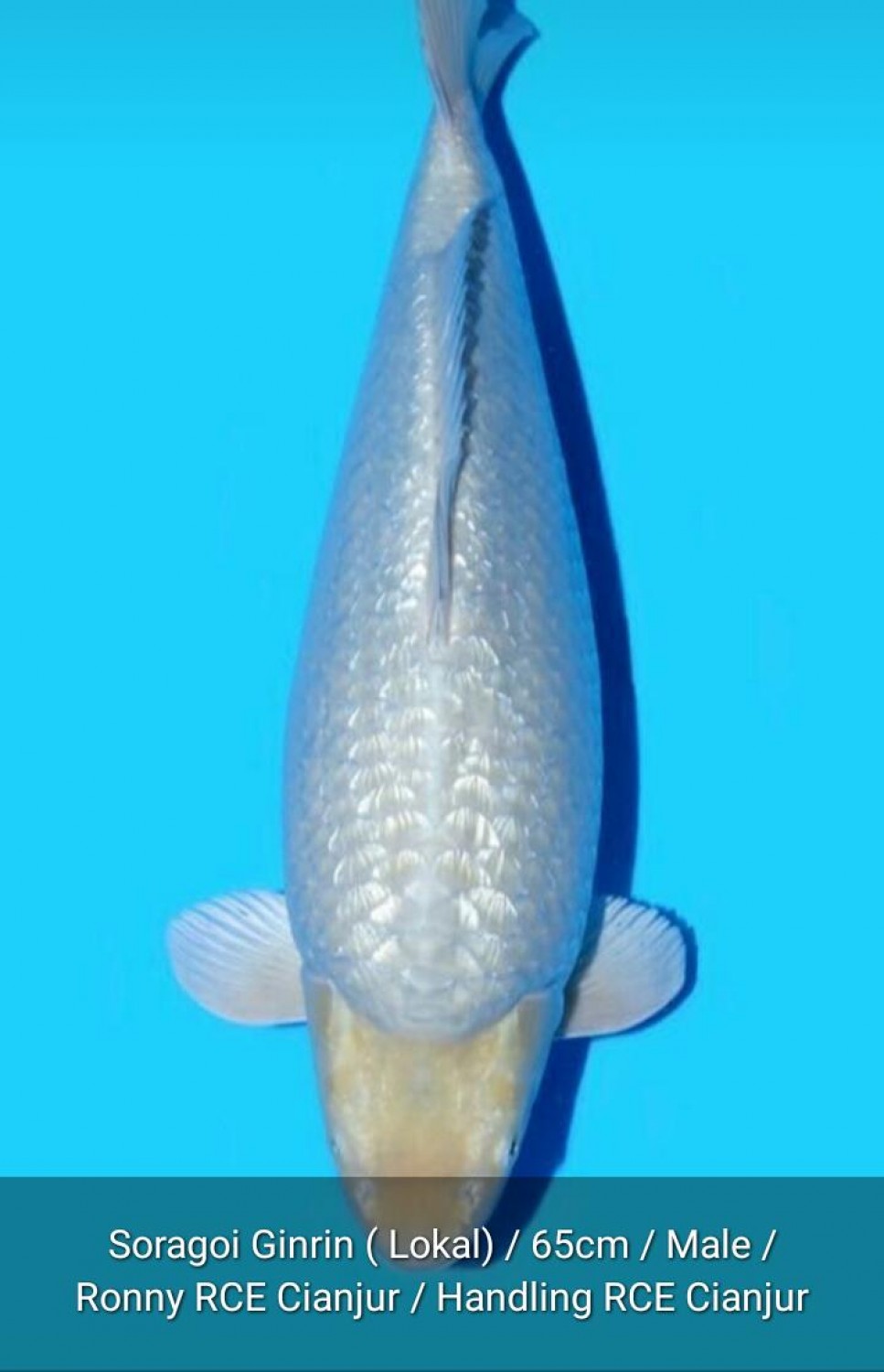 Juara 2