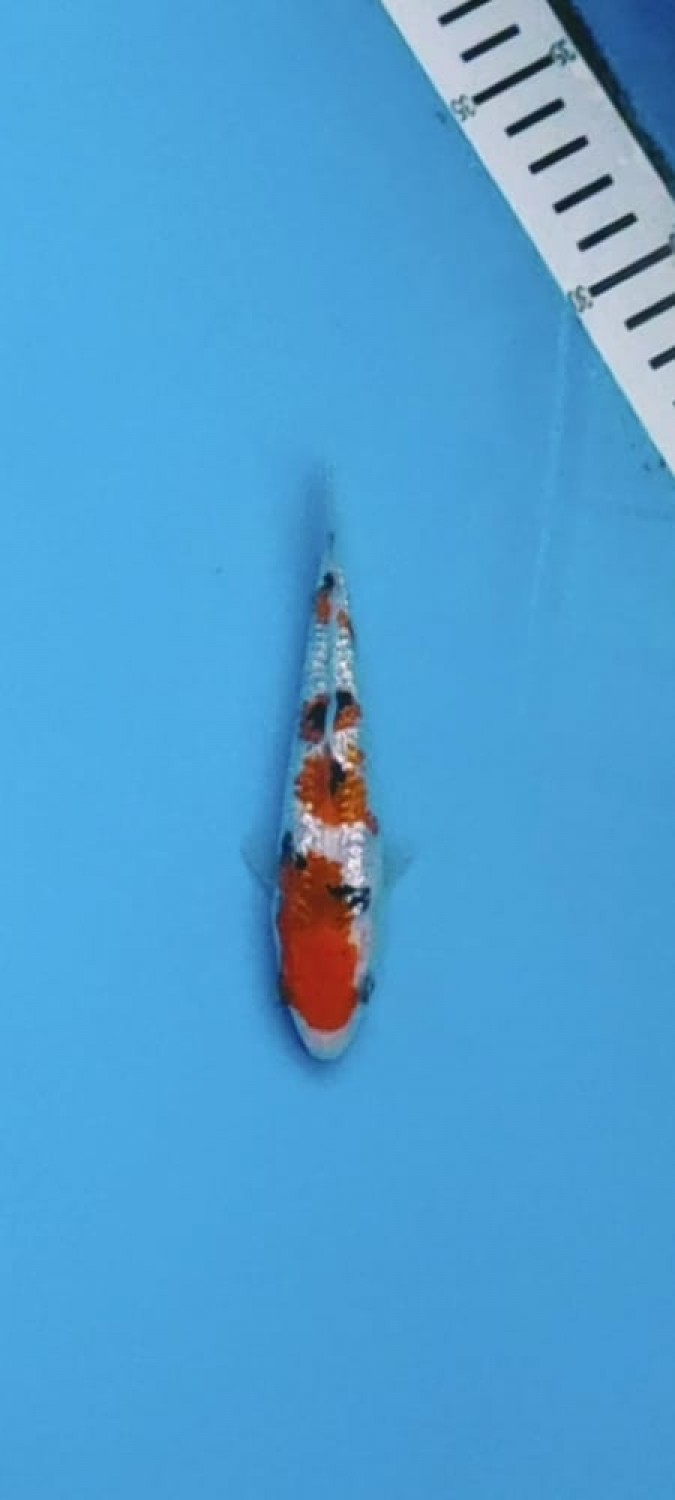 Juara 1