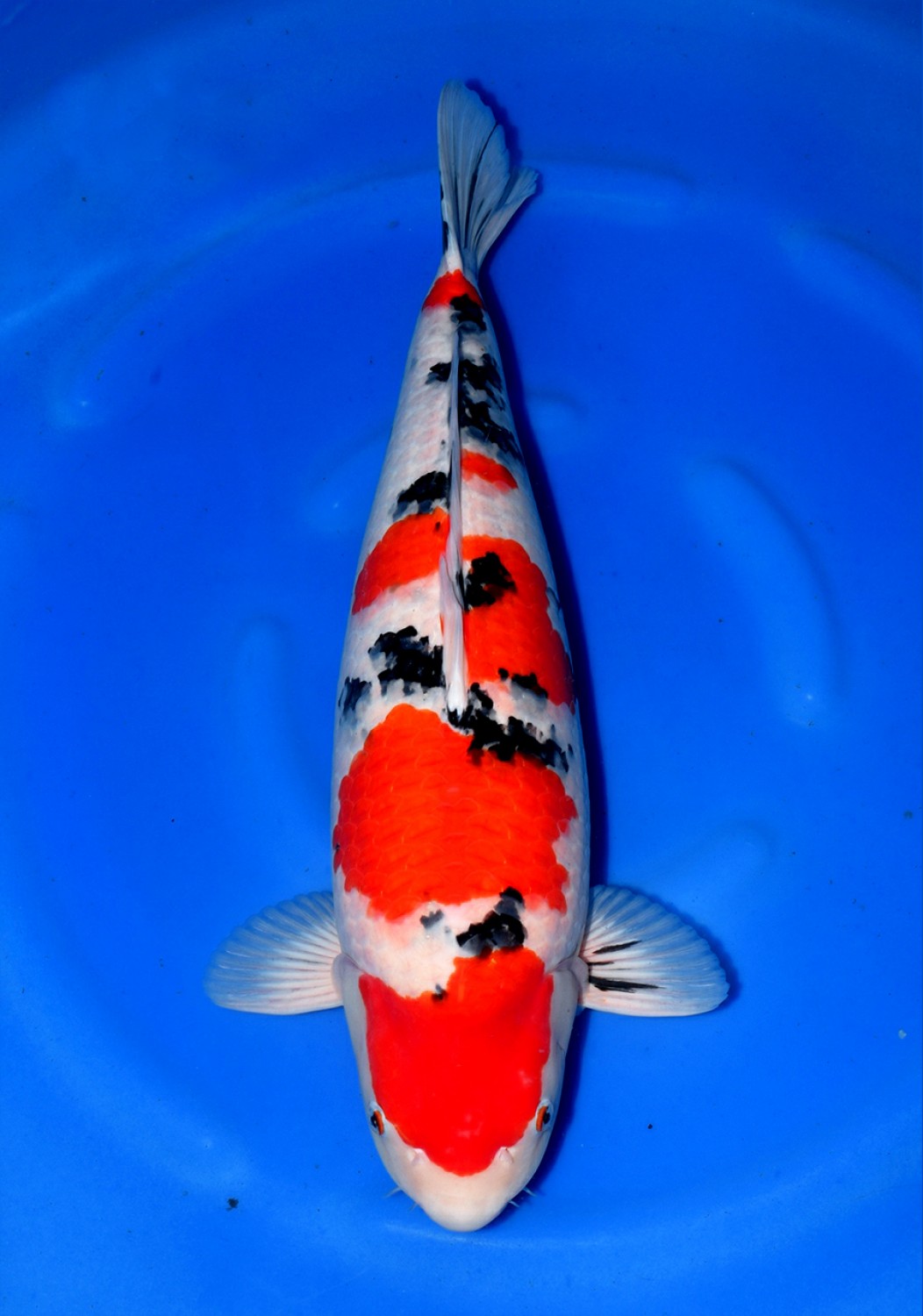 Juara 1
