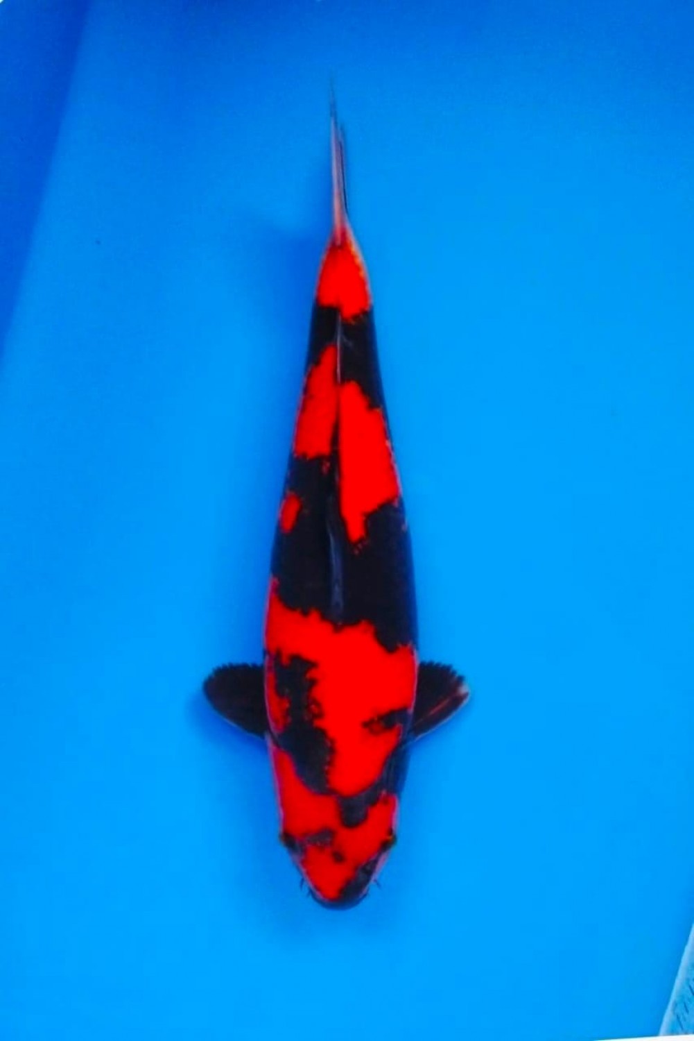 Best In Size D 41-45 Cm