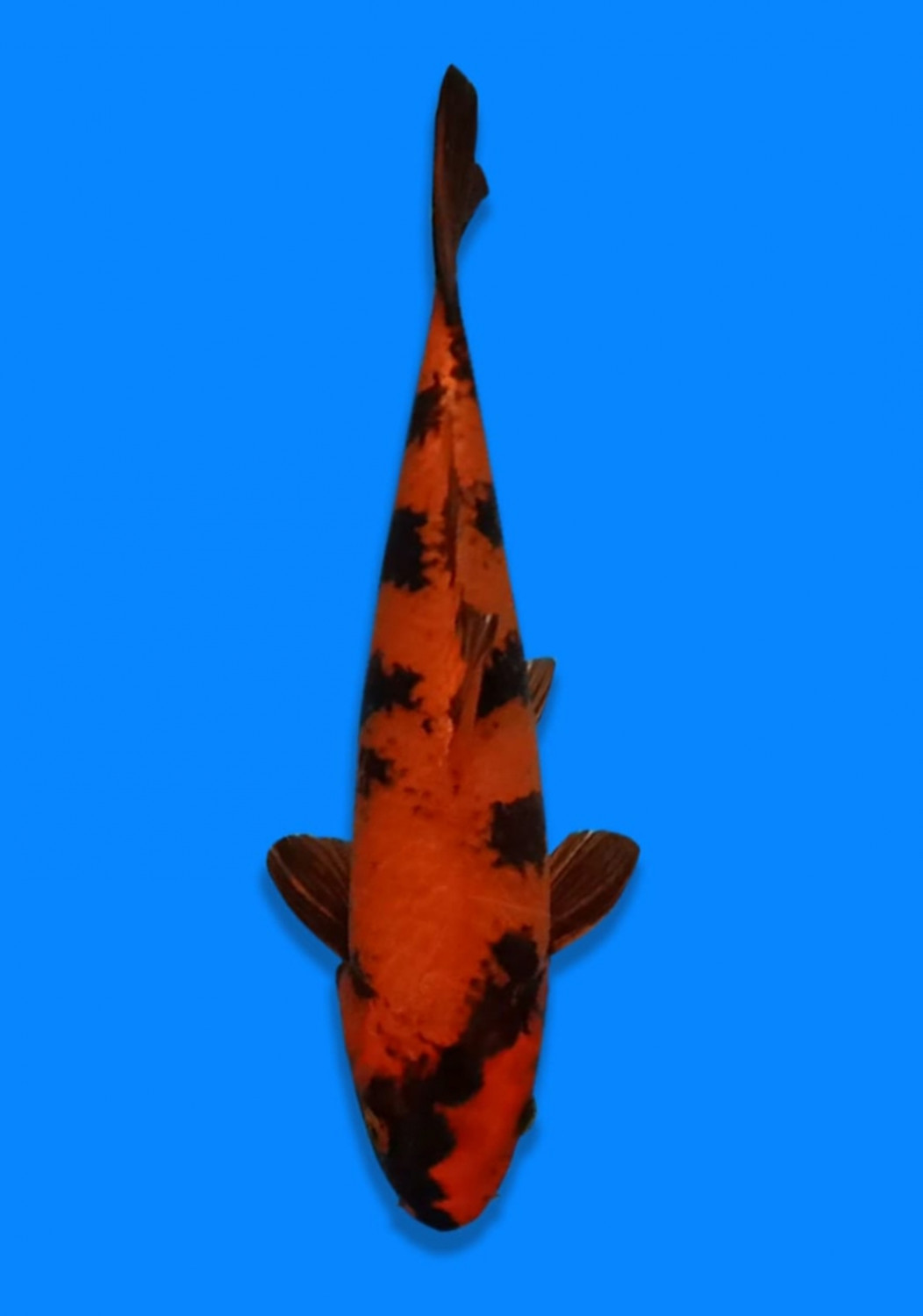 Juara 3