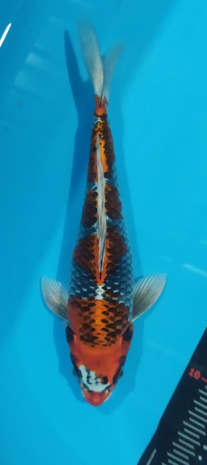 Juara 2