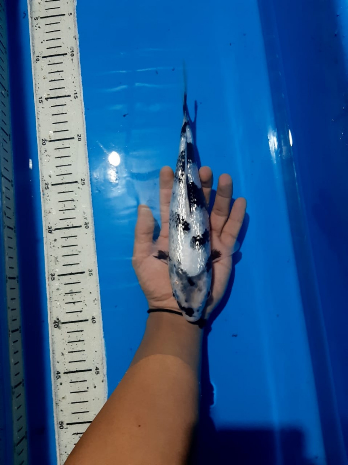Juara 5